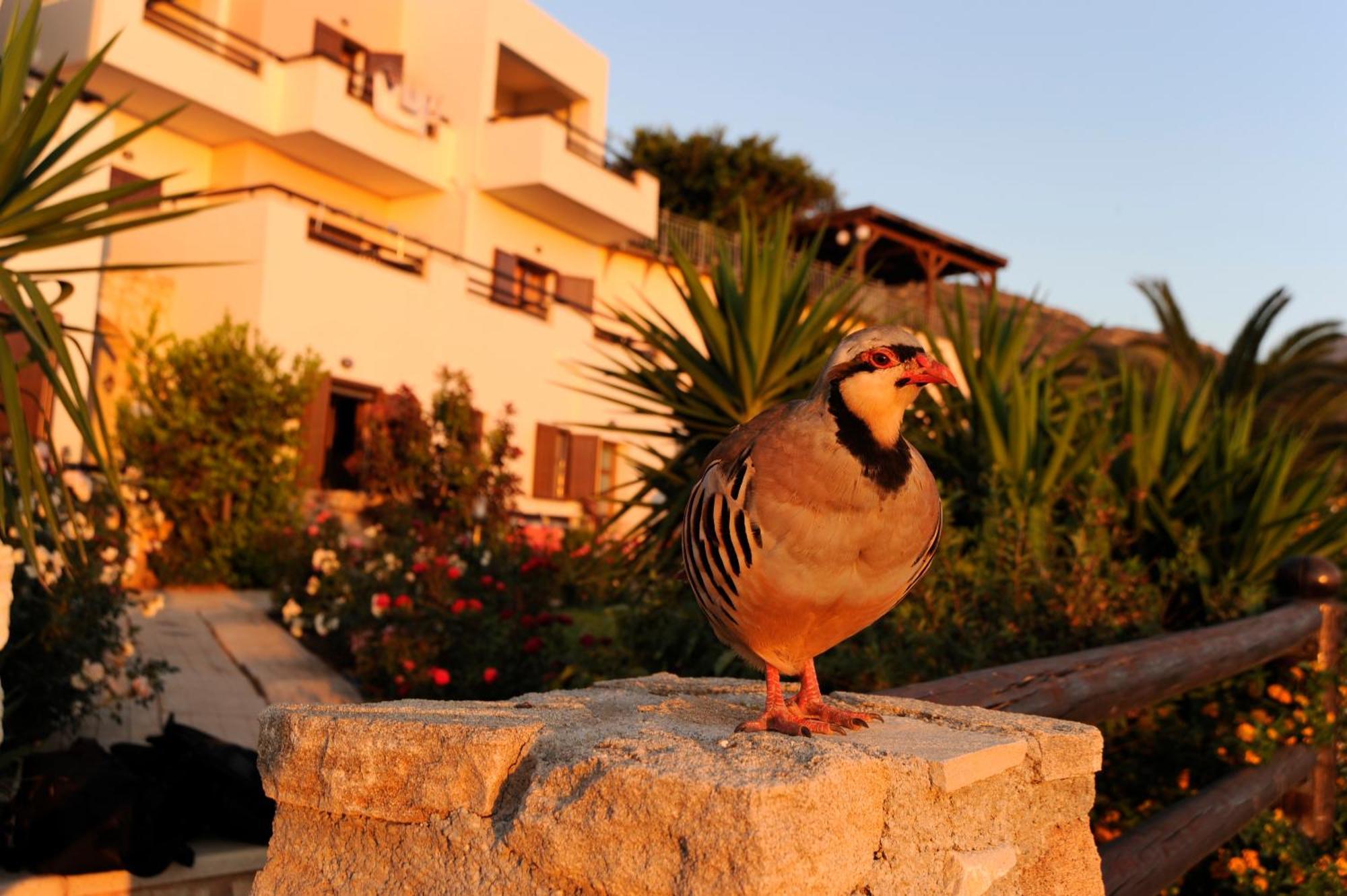 Kavousi Resort Falasarna Exterior photo